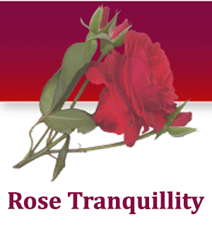Profile picture for Rose Tranquillity Mind Therapies
