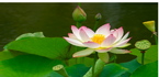 Click for more details about Edinburgh Prana Lotus