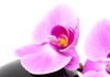 Click for more details about Pure Holistics