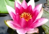 Thumbnail picture for Waterlily Therapies