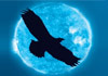 Thumbnail picture for *Indigo Eagle NLP Training & NLP Coaching Training