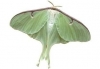 Click for more details about Essential Nature