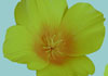 Click for more details about Chang Jiang Chinese Medicines Ltd