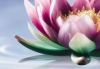 Thumbnail picture for Waterlily Therapies