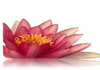 Click for more details about Gate Of Life Acupuncture Clinics