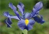 Click for more details about IRIS CLINIC, a Homeopathic Consultancy Naturopathic and Massage Therapies also
