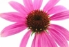 Click for more details about Progressive Homeopathy