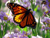 Click for more details about Holistic Metamorphosis
