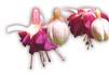 Click for more details about Dorset Allergy Treatment & Kinesiology Clinic