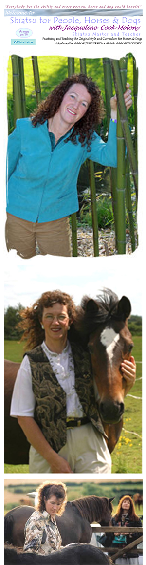 Profile picture for Shiatsu for People, Horses & Dogs