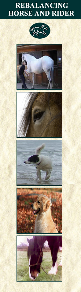Profile picture for Equine Human Therapy