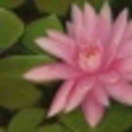 Profile picture for Feng Shui Natures Way