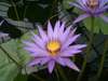 Thumbnail picture for Severn Complementary Health