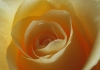 Click for more details about Lemon Rose Therapies