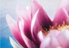 Thumbnail picture for Dawn Chapman
