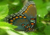 Thumbnail picture for Papillon Coaching