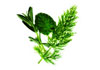 Thumbnail picture for Herbs & Acupuncture