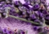 Thumbnail picture for Lavender Flame Natural Healing