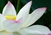 Thumbnail picture for Lotus Holistic Healing