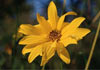 Thumbnail picture for Irnham Lodge Complementary Health Centre
