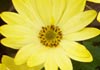 Thumbnail picture for Holistic Health and Beauty by Lizzie
