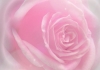 Thumbnail picture for Magenta~Rose Soul Healing