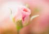 Thumbnail picture for stop and smell the roses - holistic therapies