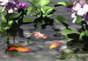 Thumbnail picture for Susan Calvert