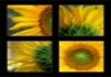 Thumbnail picture for Helianthus Therapies 